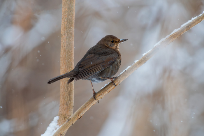 Записки астраханского натуралиста. Птицы Городского острова