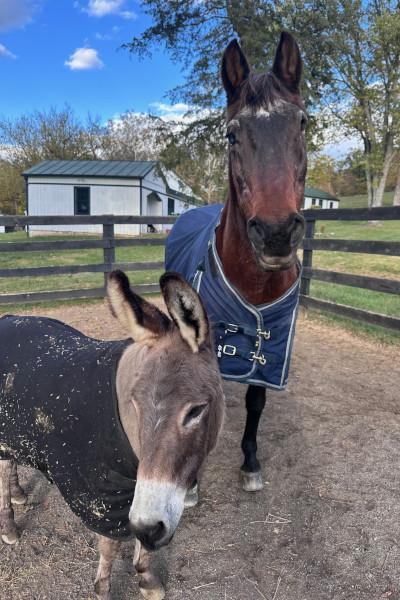 Как живет самая старая лошадь в мире: кобыле Фэнси в апреле исполнится 38 лет