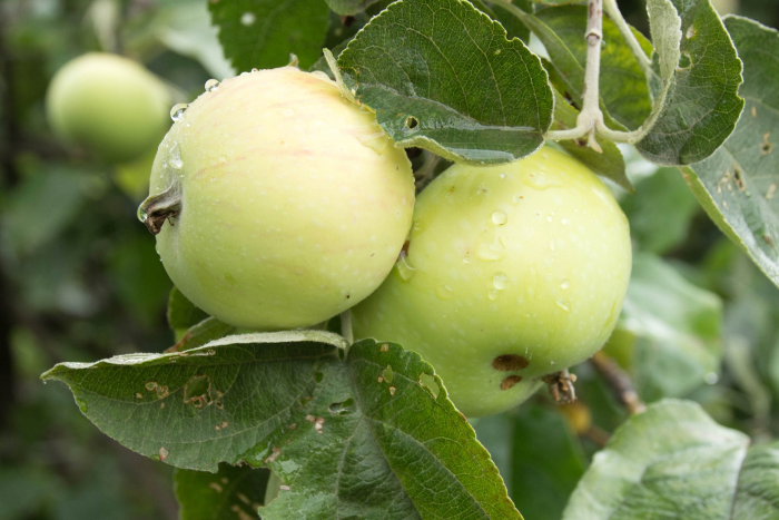 Яблоня сорта «Белый налив»: выращивание и уход, советы экспертов