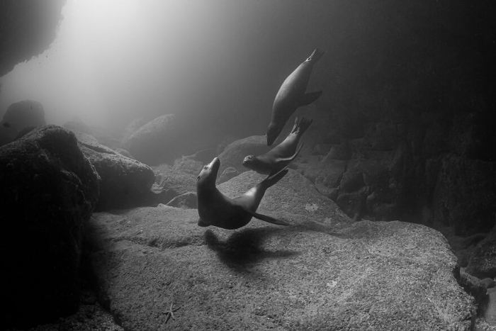 30 лучших фотографий природы с престижного конкурса Tokyo International Foto Awards