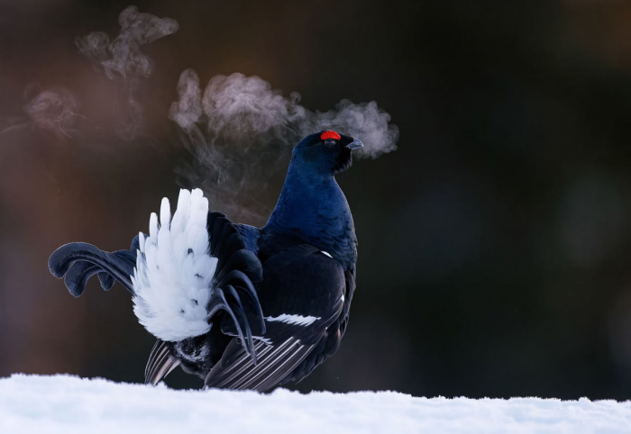 Победители конкурса на лучшие фотографии птиц Bird Photographer of the Year 2024