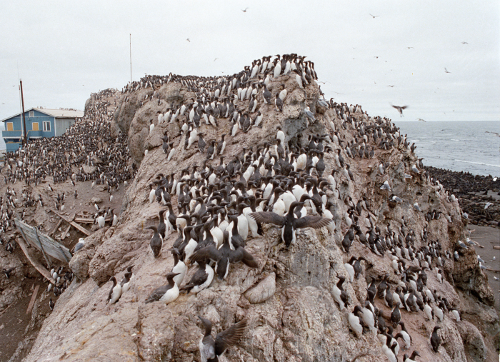 Война видов: почему учёные забили тревогу из-за «разборок» морских котиков и кайр на Сахалине