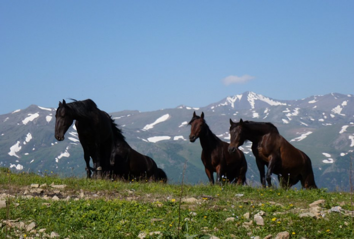 «Закрой глаза и держись за седло» Россиянка преодолела верхом на коне самые труднодоступные маршруты России. Как ей это удалось?