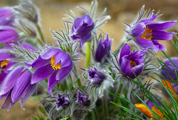 Первоцветы: какие растения цветут ранней весной в природе и в саду