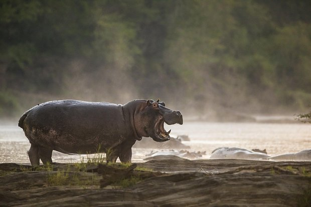 Бегемот: что это за животное и почему оно считается опасным для людей