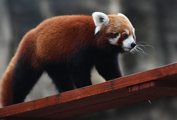 Красная панда: что это за животное, как выглядит, где живет и чем отличается от большой панды