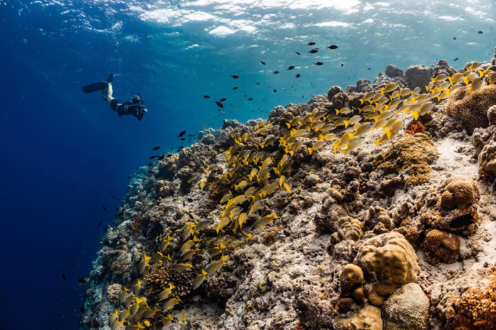 The Westin Maldives Miriandhoo Resort приглашает на сезон скатов-мант