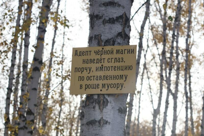 Золото октября. Как осень преобразила березовую рощу на окраине Барнаула