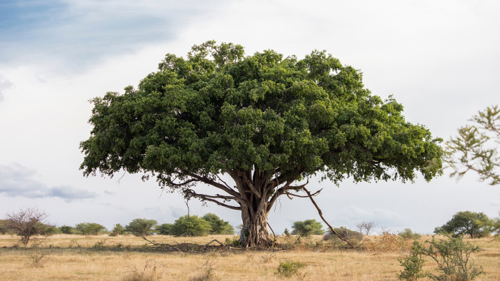 Как фиговые деревья превращают углекислый газ в камень