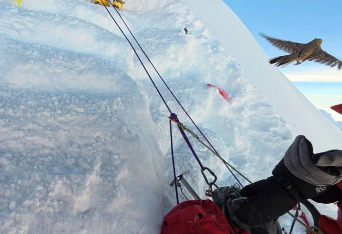 Чай не воробьи