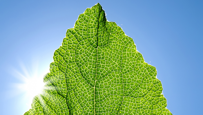 Правда ли, что только растения способны к фотосинтезу