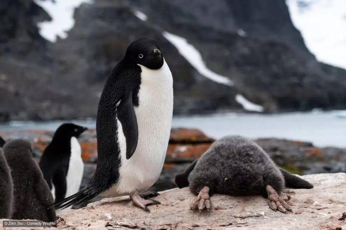 10 самых смешных фото пингвинов за всю историю комического конкурса Comedy Wildlife Photography Awards