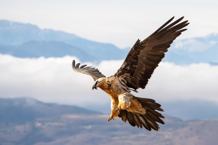 9 птиц с самыми странными именами