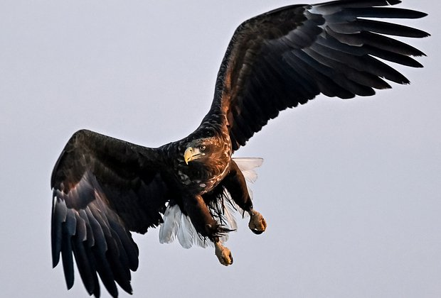 Птицы из Красной книги России: 15 редких видов с фото, места обитания