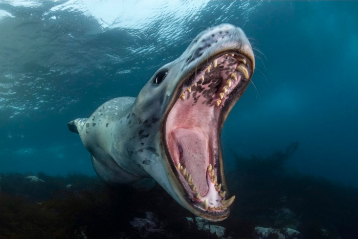 Победители подводного конкурса Ocean Photographer of the Year 2024