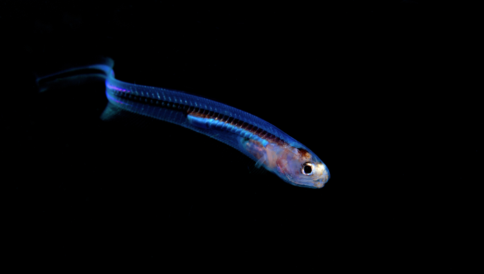 Жемчужница: рыба, которая живет внутри морского огурца