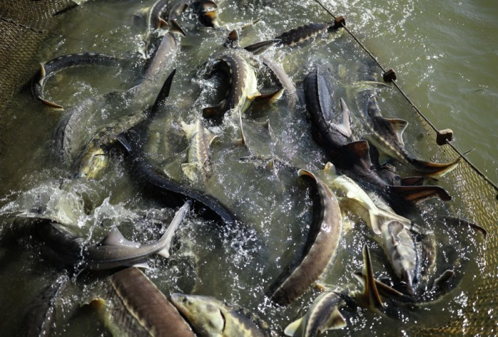 Стратегия-2040: инструкция, как превратить Азовское море в жемчужину России