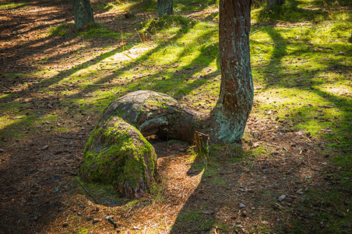 Этот причудливый «танцующий» лес продолжает ставить в тупик экспертов