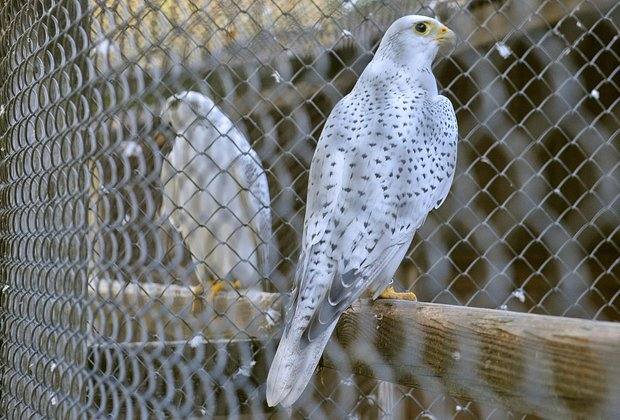 Птицы из Красной книги России: 15 редких видов с фото, места обитания