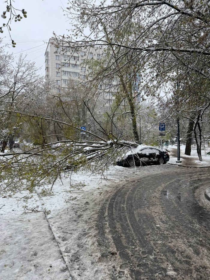 Поваленные деревья, поврежденные машины: Москва оказалась в центре снежного апокалипсиса (много фото)