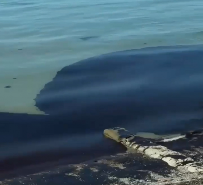 Как выглядят чёрные пляжи Туапсе: курорт продолжает тонуть в мазуте. В чем отличие от Анапы?