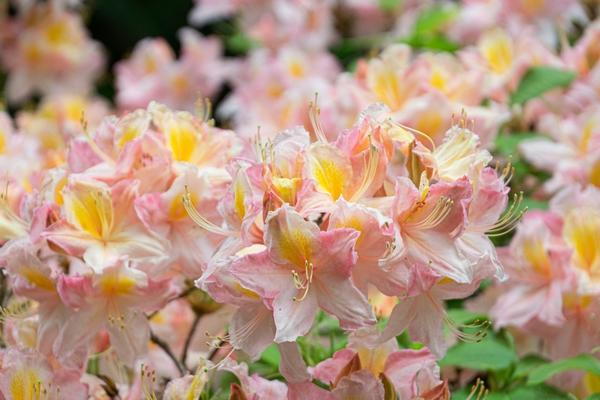 Рододендроны — символ садовой роскоши, неземной красоты и… кропотливого ухода