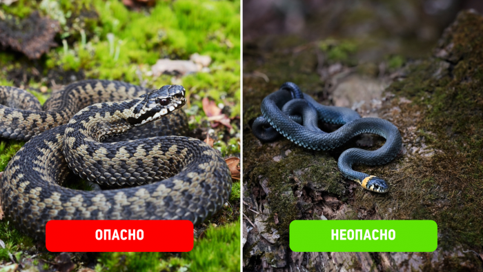5 пар ядовитых и безвредных змей, которых легко перепутать