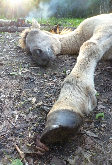 «Закрой глаза и держись за седло» Россиянка преодолела верхом на коне самые труднодоступные маршруты России. Как ей это удалось?