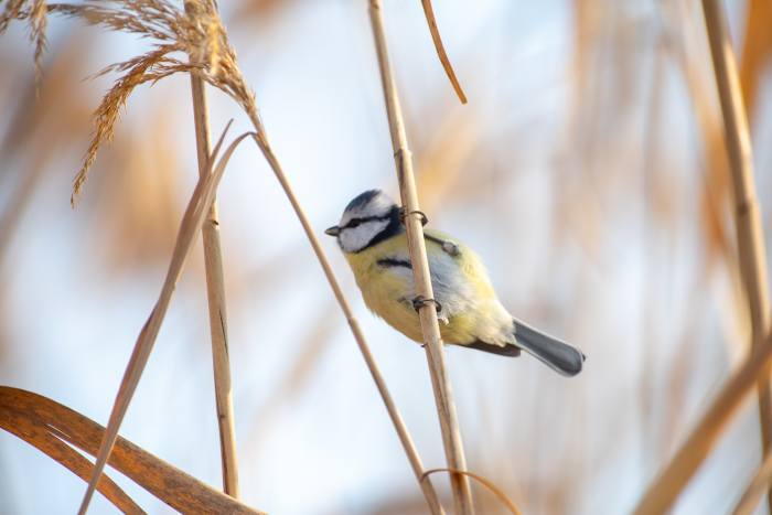 Записки астраханского натуралиста. Птицы Городского острова
