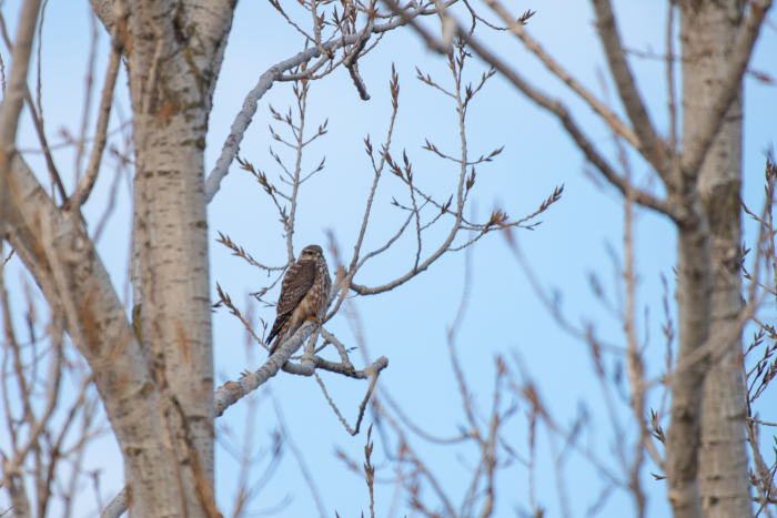 Записки астраханского натуралиста. Птицы Городского острова