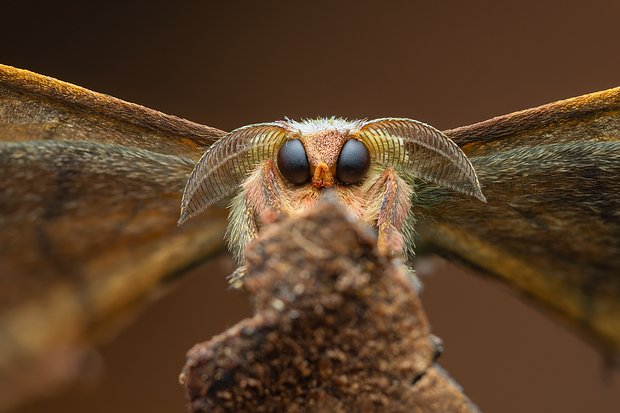Неземные пейзажи, грибные зомби и нескончаемая борьба за жизнь. Ни на что не похожий мир — на снимках лучших фотографов