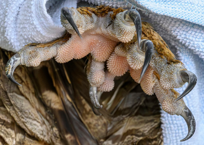 Супер-совы 2026