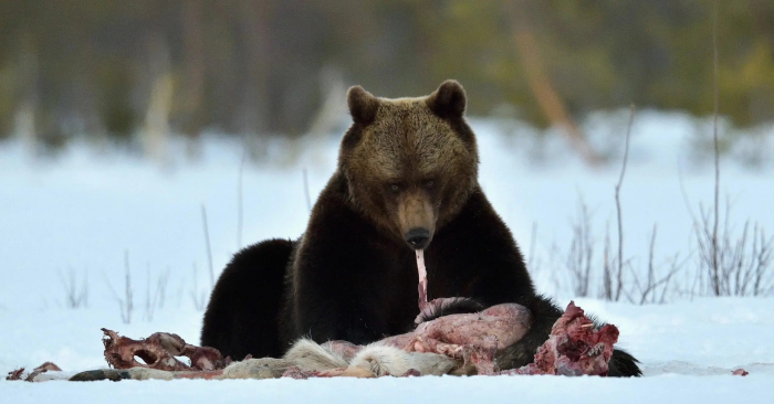 Что ест медведь сразу после спячки и почему это нужно знать людям