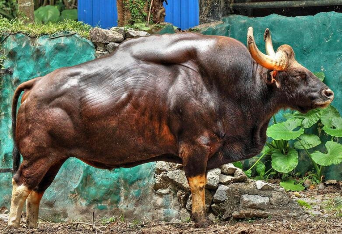 Семь видов настоящих быков: от домашней коровы до загадочного купрея
