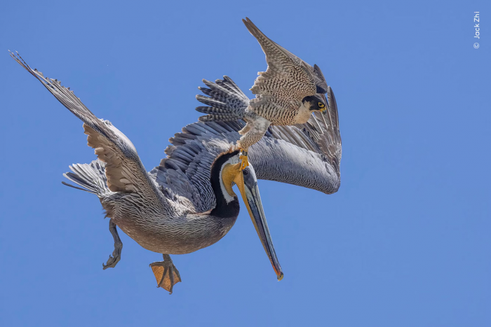 Победители конкурса Wildlife Photographer of the Year 2024