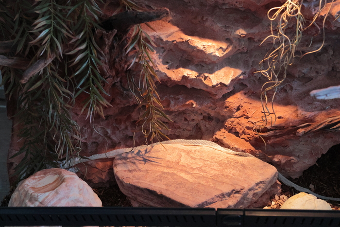 Первый террариум для первой змеи