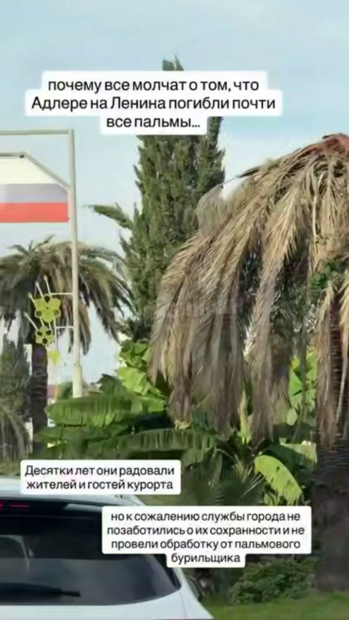 Символ Адлера исчез за одно лето! Из-за чего знаменитая пальмовая аллея превратилась в "мертвый коридор"