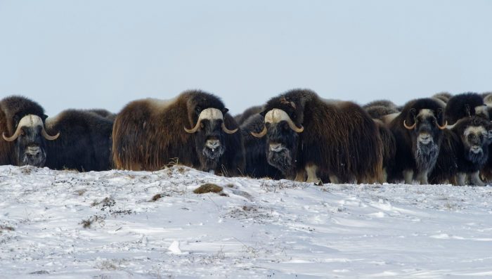 Овцебык: как живет этот древний исполин ледниковой эпохи