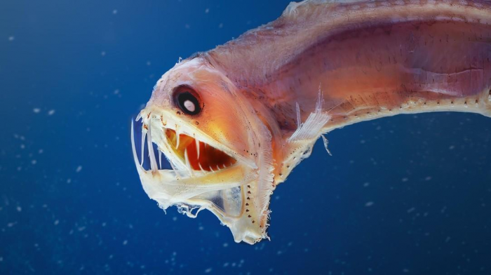 10 жутких глубоководных рыб, о которых мало кто знает