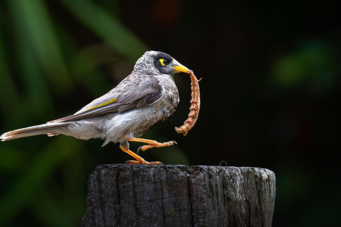 9 птиц с самыми странными именами