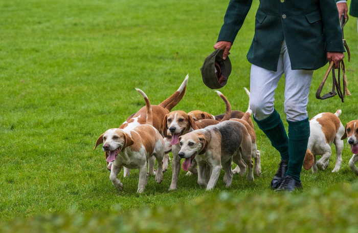 Подборка пород самых лучших охотничьих собак