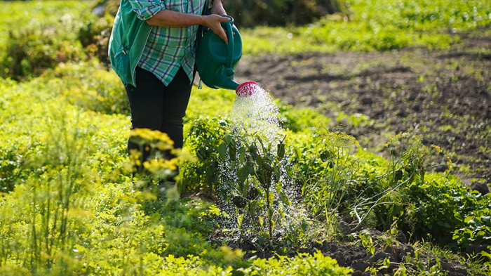 Пора сеять перец на рассаду! Как вырастить богатый урожай — пошаговая инструкция