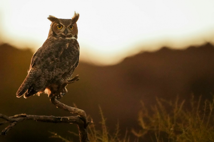 Супер-совы 2026