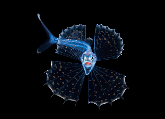 Победители конкурса «Подводный фотограф года 2026»