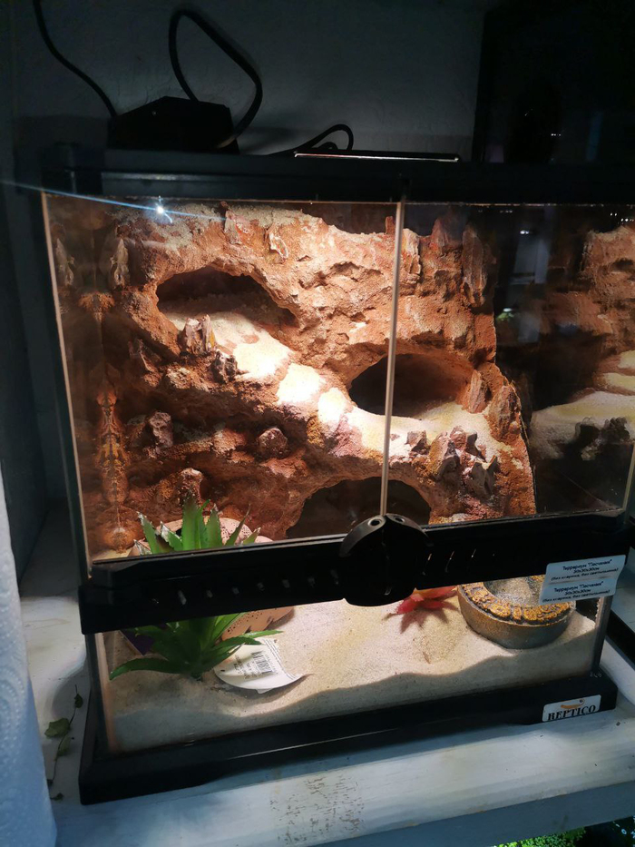 Первый террариум для первой змеи