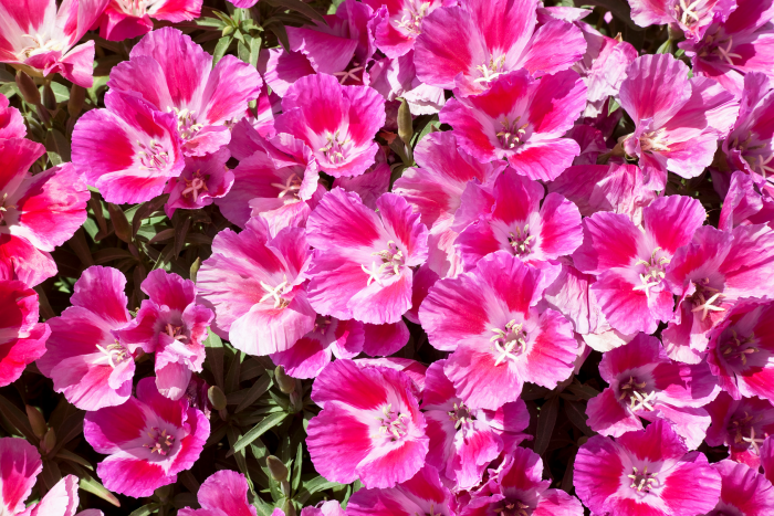 Годеция: описание, сорта, посадка и уход. Как выращивать цветок в открытом грунте