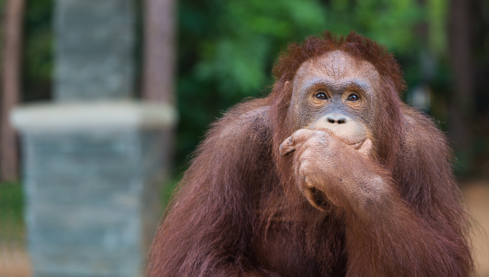 Где кошкам и орангутанам жить хорошо: 6 стран, которые защищают права животных