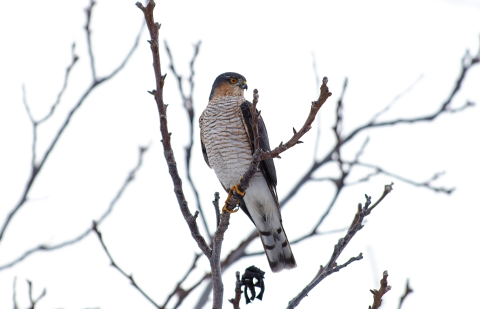 Записки астраханского натуралиста. Ястреб-перепелятник, санитар городских джунглей