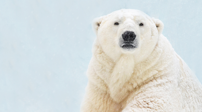 Какого цвета белый медведь на самом деле