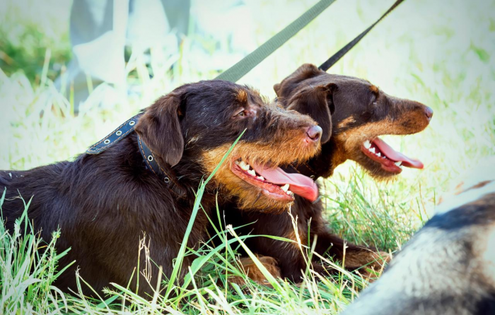 Подборка пород самых лучших охотничьих собак